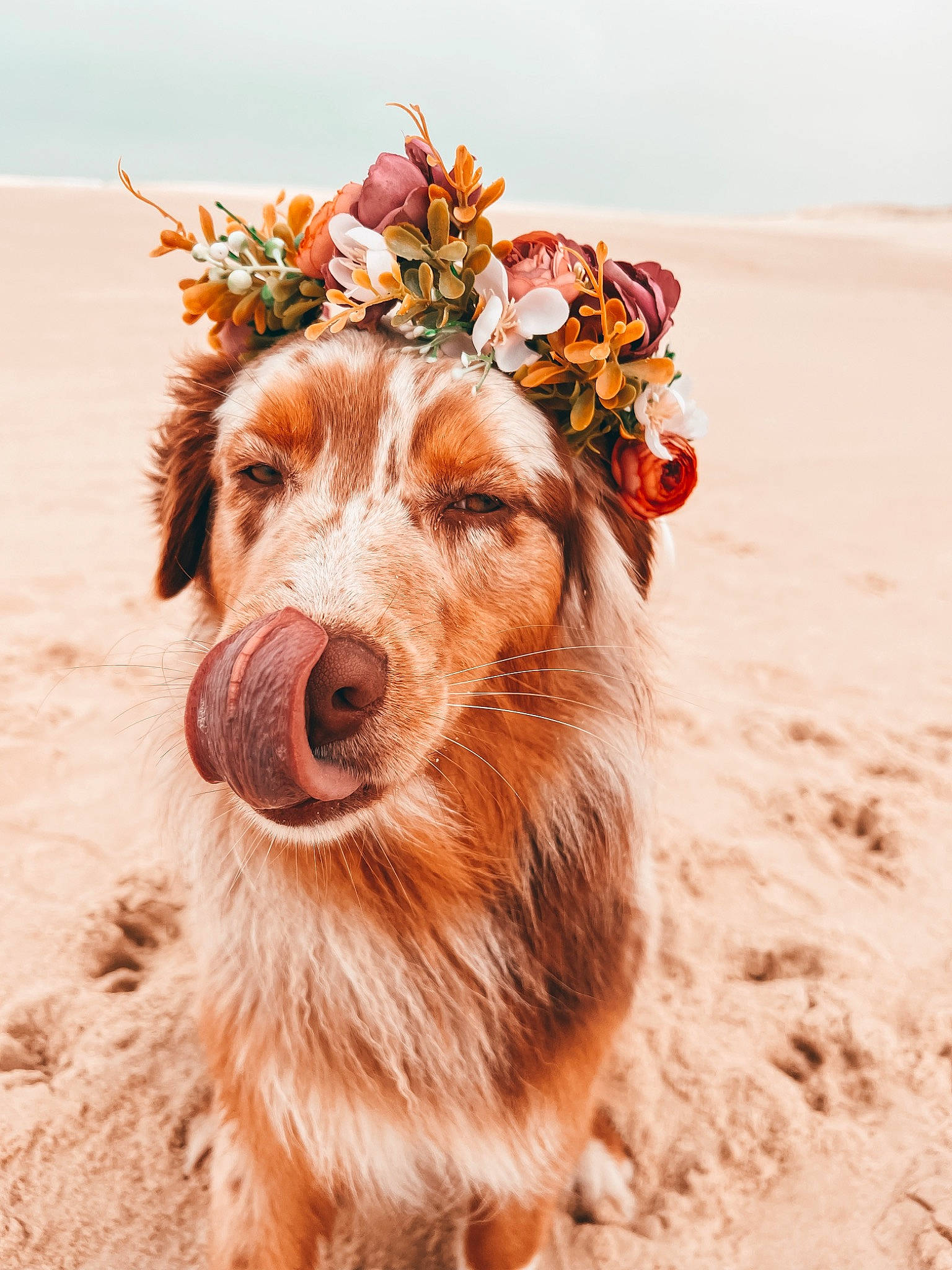 Saika a rejoint le concours — aidez-le/la à gagner de superbes lots ! carnivore, companion_dog, dog, dog_breed, fashion_accessory, fawn, fur, grass, happy, hat, landscape, natural_environment, peach, people_in_nature, plant, sand, snout, soil, sporting_group, terrestrial_animal