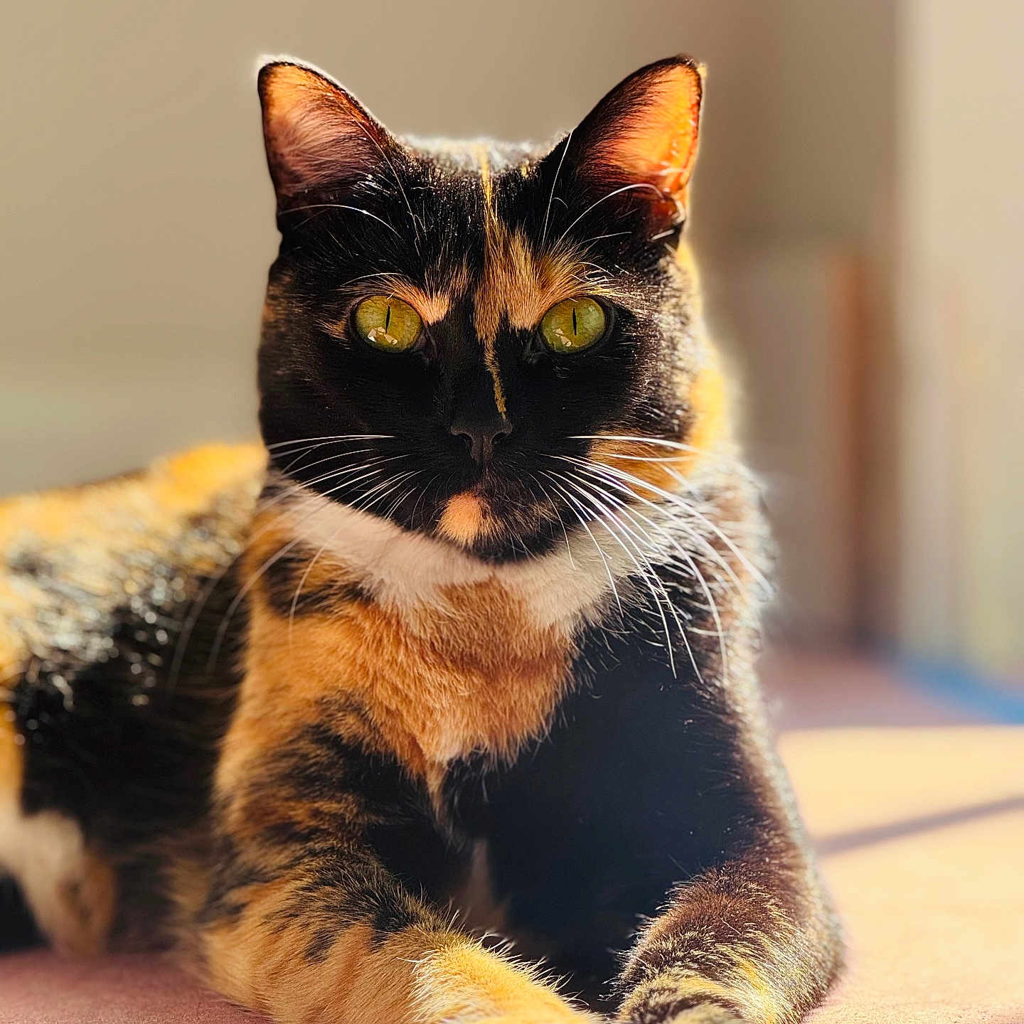 Cloee is registered to the contest to win money with this photo: animal, black, calico_cat, cat, close_up, cute, domestic_animal, eyes, feline, fur, indoor, laying_down, mammal, orange, paws, pet, portrait, relaxed, sunlight, whiskers