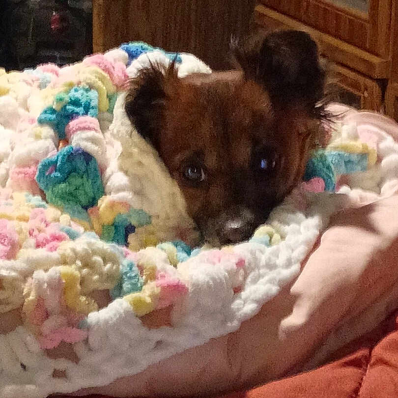 Bear Dog