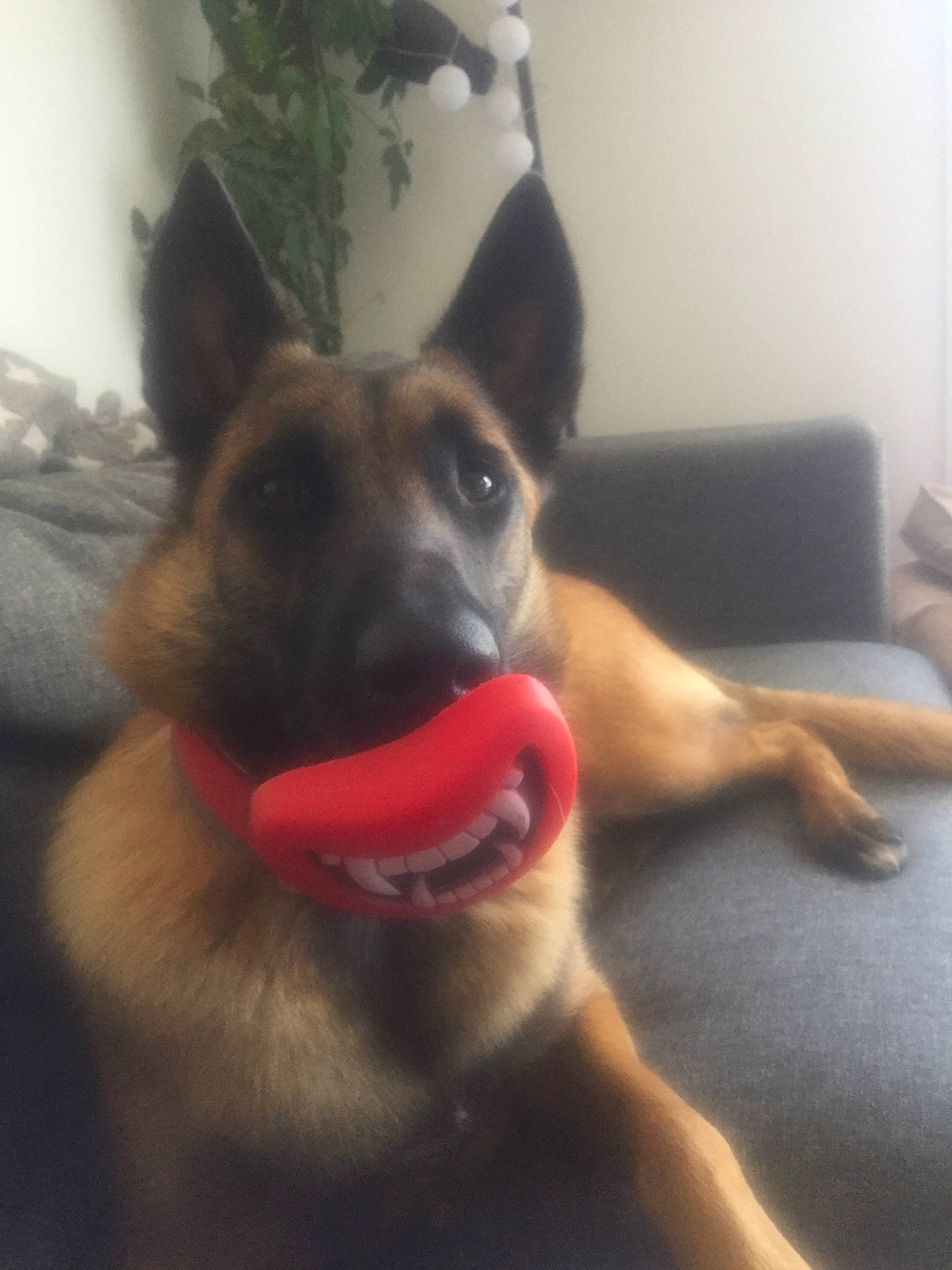 Rita a rejoint le concours — aidez-le/la à gagner de superbes lots ! canidae, carnivore, comfort, companion_dog, dog, dog_breed, ear, east_european_shepherd, fawn, foot, fur, german_shepherd_dog, happy, herding_dog, king_shepherd, old_german_shepherd_dog, paw, snout, sporting_group, whiskers