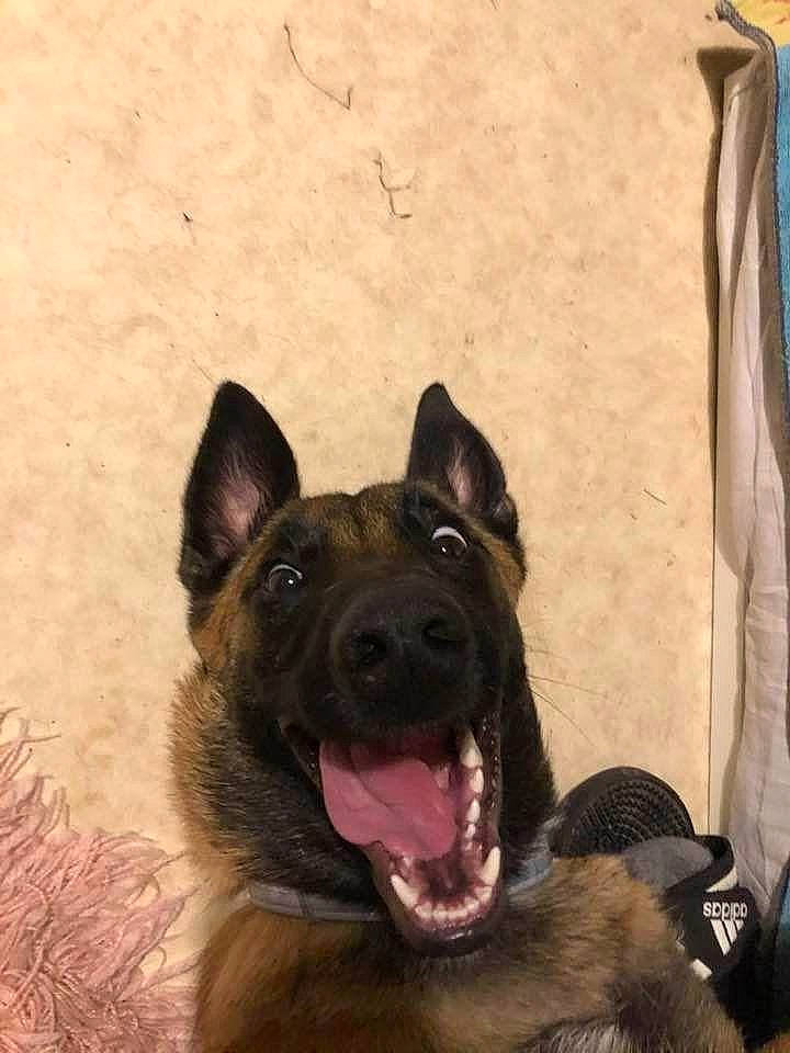 Rita a rejoint le concours — aidez-le/la à gagner de superbes lots ! ancient_dog_breeds, art, carnivore, companion_dog, curtain, dog, dog_breed, east_european_shepherd, fur, german_shepherd_dog, giant_dog_breed, guard_dog, herding_dog, king_shepherd, old_german_shepherd_dog, snout, sporting_group, terrestrial_animal, working_animal, working_dog