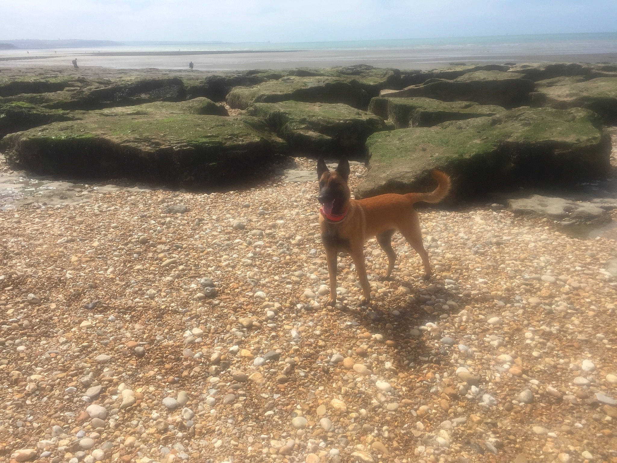 Rita a rejoint le concours — aidez-le/la à gagner de superbes lots ! canidae, carnivore, cloud, dog, dog_breed, ecoregion, fawn, field, grass, grassland, horizon, landscape, plant, rock, sand, shrubland, sky, soil, sporting_group, wildlife