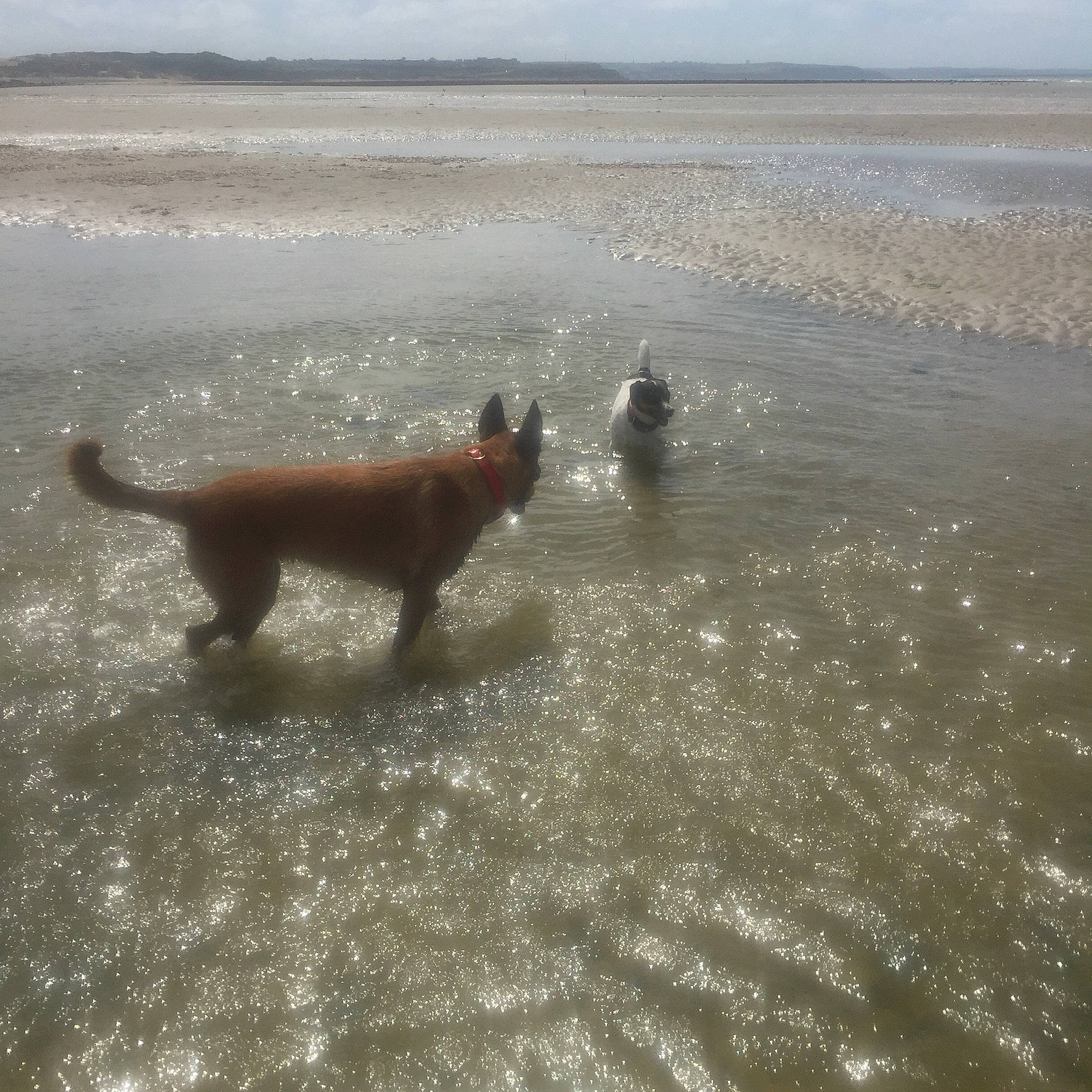 Rita a rejoint le concours — aidez-le/la à gagner de superbes lots ! beach, body_of_water, canidae, carnivore, dog, dog_breed, evening, fawn, felidae, horizon, lake, liquid, ocean, sand, sky, sporting_group, tail, water, wave, wind_wave