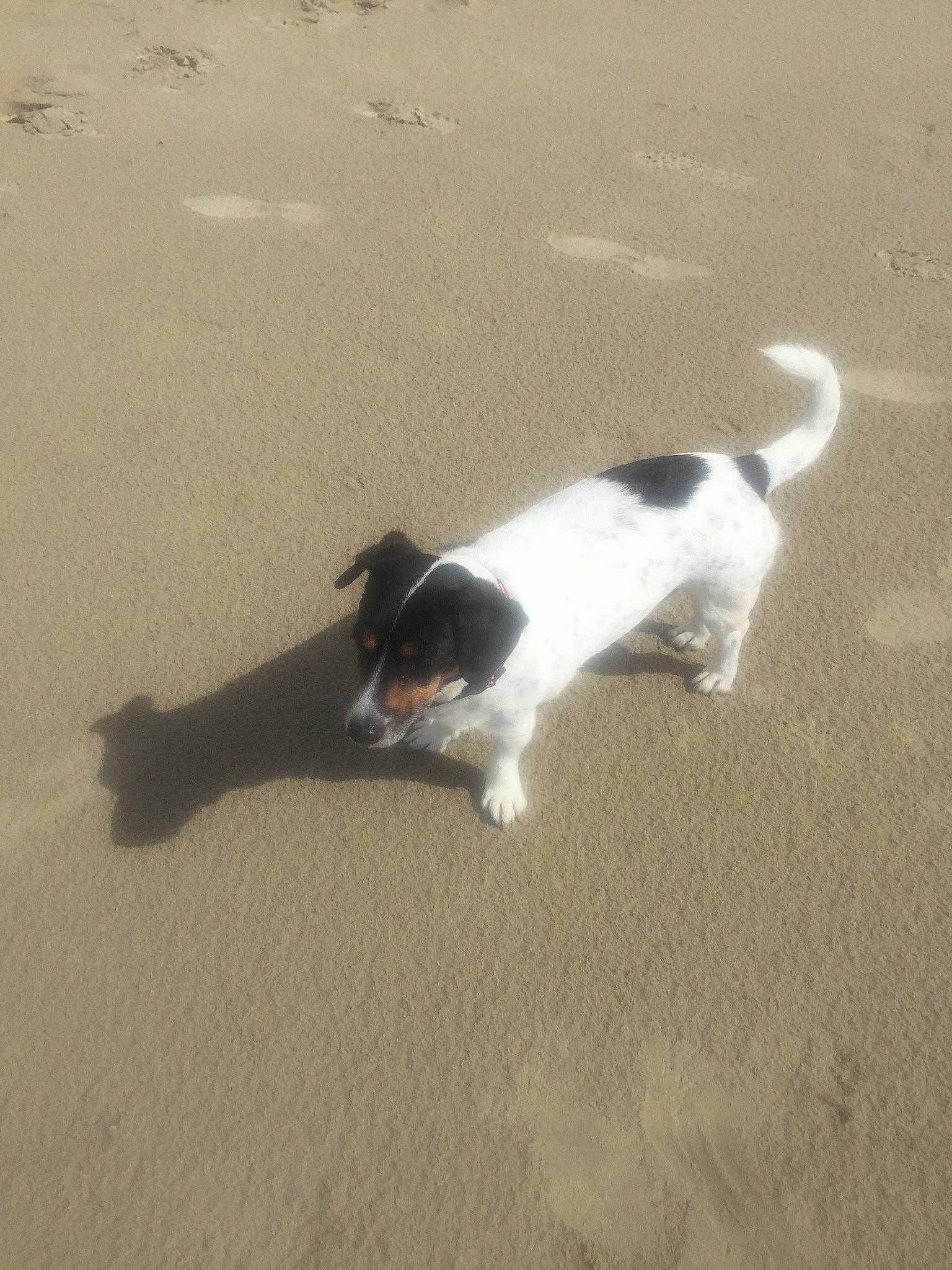 Habyss participe au concours pour gagner de l'argent avec cette photo : asphalt, beach, canidae, carnivore, companion_dog, dog, dog_breed, flooring, mammal, ocean, road_surface, sand, shadow, sporting_group, tail, terrier, vertebrate, working_dog