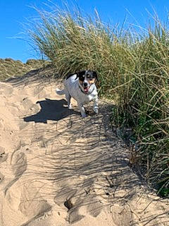 Habyss participe au concours pour gagner de l'argent avec cette photo : adventure, canidae, carnivore, companion_dog, dog, dog_breed, fawn, grass, landscape, plant, recreation, road, rock, shadow, sky, soil, sporting_group, trail, walking, working_animal