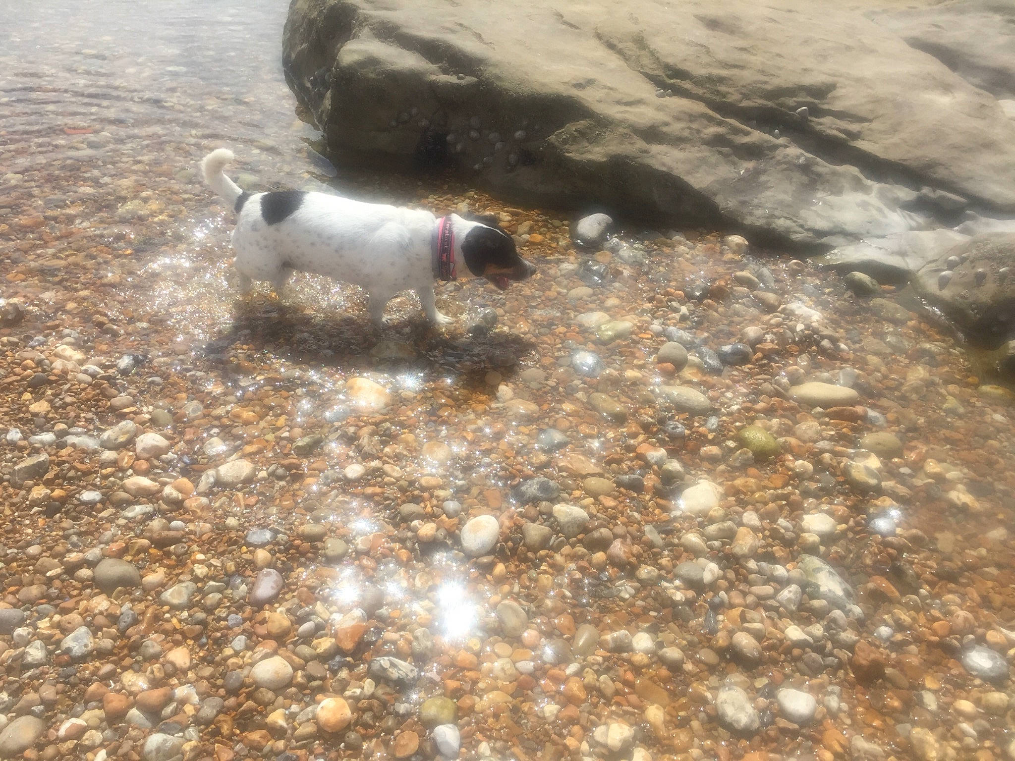 Habyss participe au concours pour gagner de l'argent avec cette photo : asphalt, beach, bedrock, coast, gravel, landscape, marine_mammal, ocean, pebble, road_surface, rock, sand, soil, terrestrial_animal, water