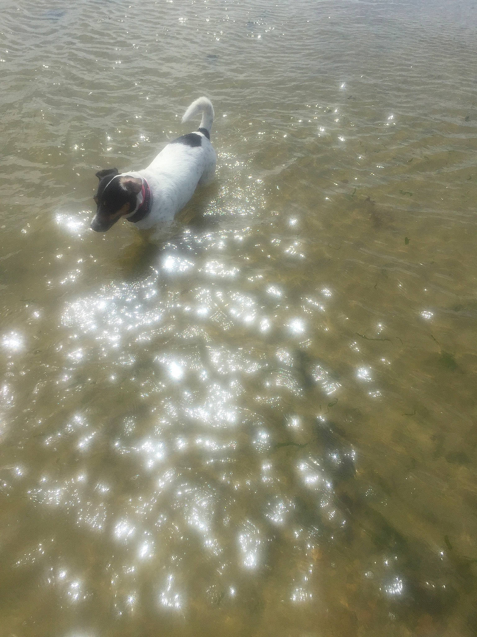 Habyss participe au concours pour gagner de l'argent avec cette photo : _geese_and_swans, beak, bird, ducks, flooring, fluid, lake, liquid, marine_mammal, ocean, seabird, water, water_bird, waterfowl, wave, wind_wave, wing