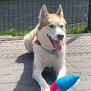 Ulcia participe au concours pour gagner de l'argent avec cette photo : dog, husky, toy, stuffed_toy, outdoor, sunlight, fence, pavement, grass, happy, pet, animal, playful, tongue_out, collar, resting, shadow, summer, cute, canine