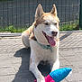 dog, husky, toy, stuffed_toy, outdoor, sunlight, fence, pavement, grass, happy, pet, animal, playful, tongue_out, collar, resting, shadow, summer, cute, canine