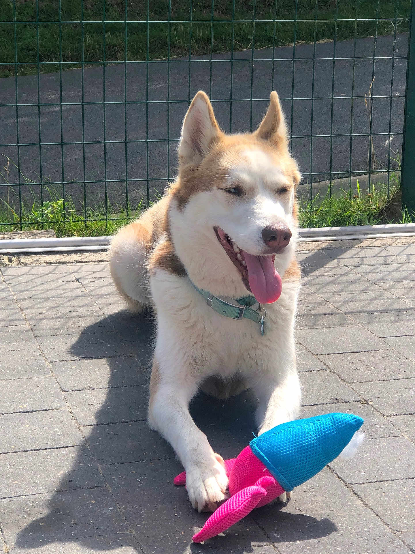 Ulcia participe au concours pour gagner de l'argent avec cette photo : dog, husky, toy, stuffed_toy, outdoor, sunlight, fence, pavement, grass, happy, pet, animal, playful, tongue_out, collar, resting, shadow, summer, cute, canine