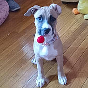 Boomer joined the competition — help win amazing prizes! puppy, dog, indoor, wooden_floor, toy, red_ball, pet, animal, cute, sitting, collar, floor, ears, young_dog, domestic, house, pet_bed, playful, looking_up, canine