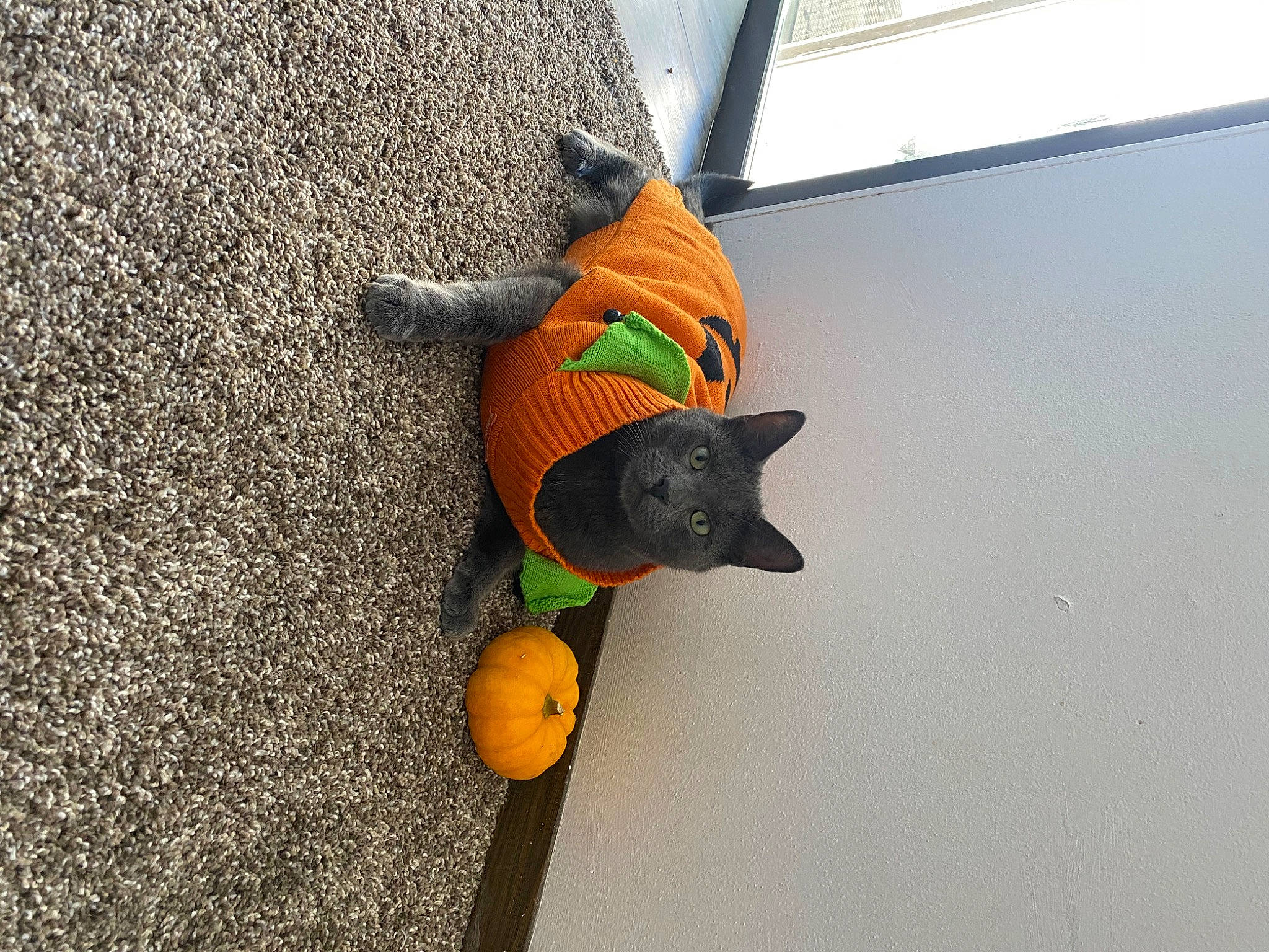 Moby is registered to the contest to win money with this photo: art, black_cat, carnivore, cat, concrete, dog_breed, door, felidae, flooring, fur, grey, pumpkin, road_surface, small_to_medium_sized_cats, snout, tail, visual_arts, whiskers, window, wood