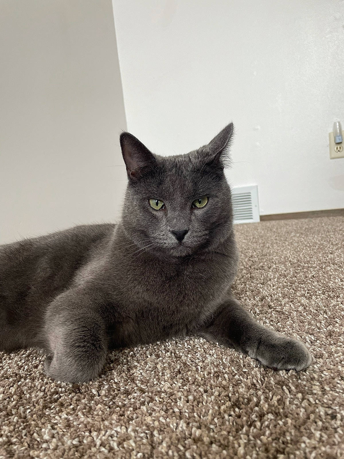 Moby is registered to the contest to win money with this photo: art, carnivore, cat, comfort, domestic_short_haired_cat, felidae, fur, grey, russian_blue, sculpture, sitting, small_to_medium_sized_cats, snout, tail, terrestrial_animal, whiskers, window