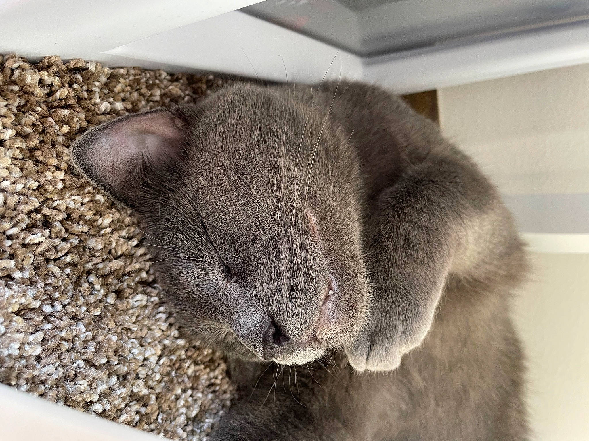 Moby is registered to the contest to win money with this photo: carnivore, cat, cat_supply, claw, comfort, domestic_short_haired_cat, felidae, fur, grey, nap, paw, russian_blue, sleep, small_to_medium_sized_cats, snout, soil, tail, terrestrial_animal, whiskers