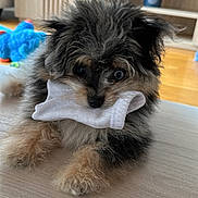 Skye is registered to the contest to win money with this photo: animal, black, brown, cute, dog, eyes, fluffy, front_paws, fur, indoor, living_room, nose, pet, playful, puppy, small_dog, sock, toy, white, wooden_surface
