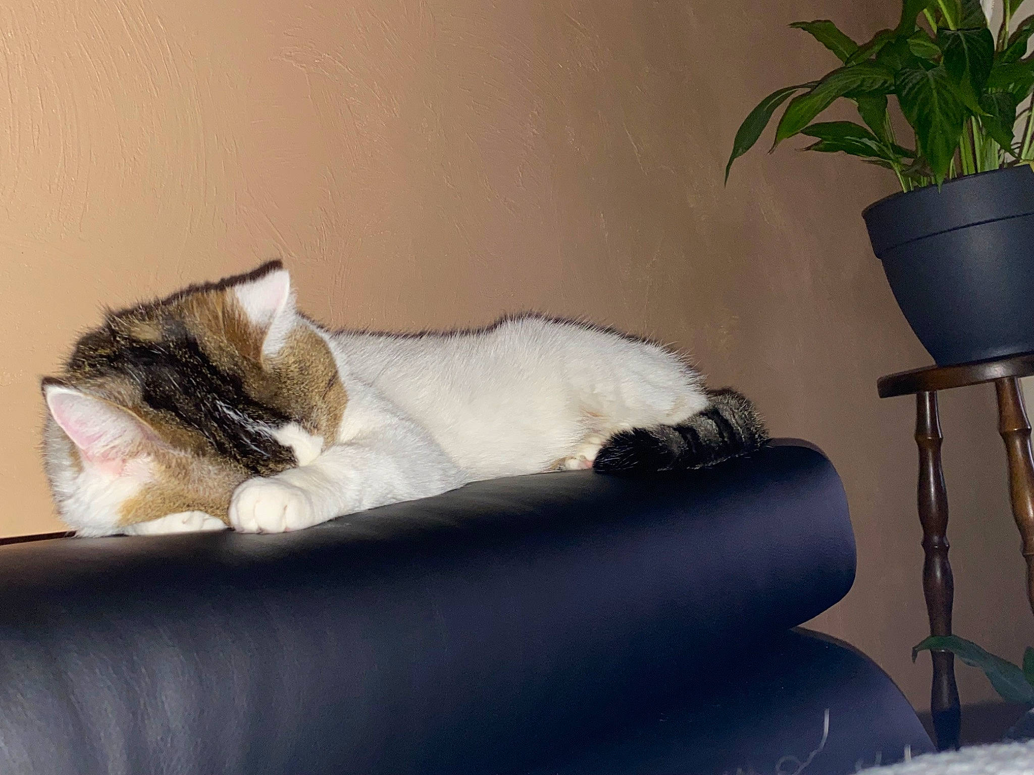 Orion a rejoint le concours — aidez-le/la à gagner de superbes lots ! armrest, carnivore, cat, cat_bed, comfort, couch, domestic_short_haired_cat, felidae, fur, lamp, linens, living_room, paw, plant, room, small_to_medium_sized_cats, studio_couch, tail, throw_pillow, whiskers