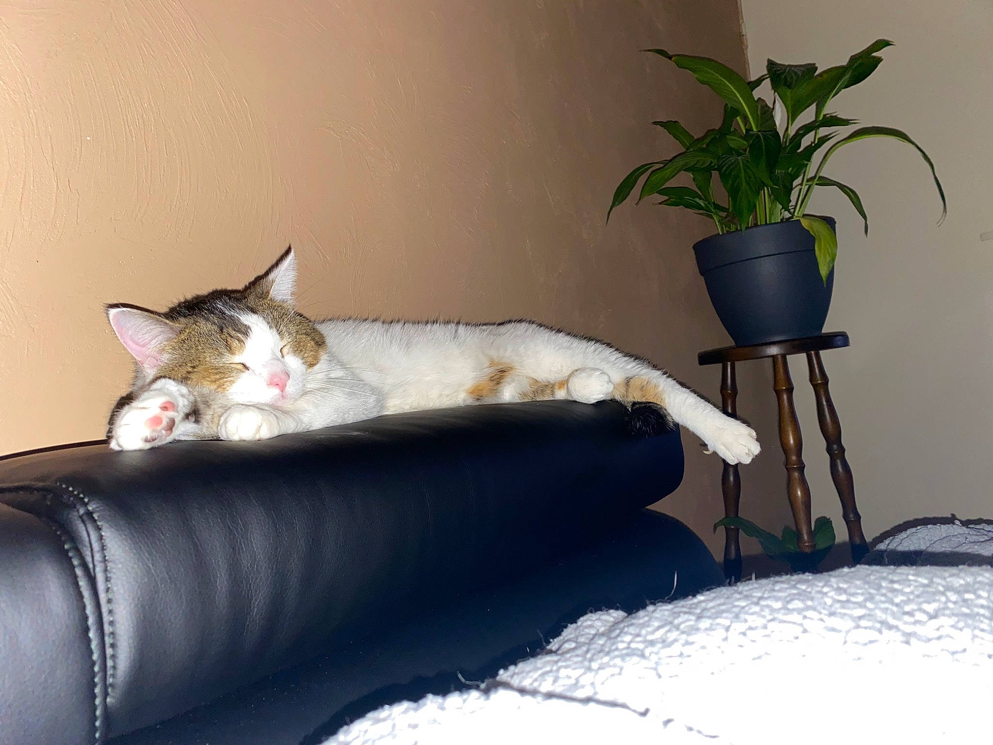 Orion a rejoint le concours — aidez-le/la à gagner de superbes lots ! carnivore, cat, comfort, couch, domestic_short_haired_cat, felidae, flooring, flowerpot, fur, furniture, houseplant, linens, living_room, plant, room, sitting, small_to_medium_sized_cats, studio_couch, tail, whiskers