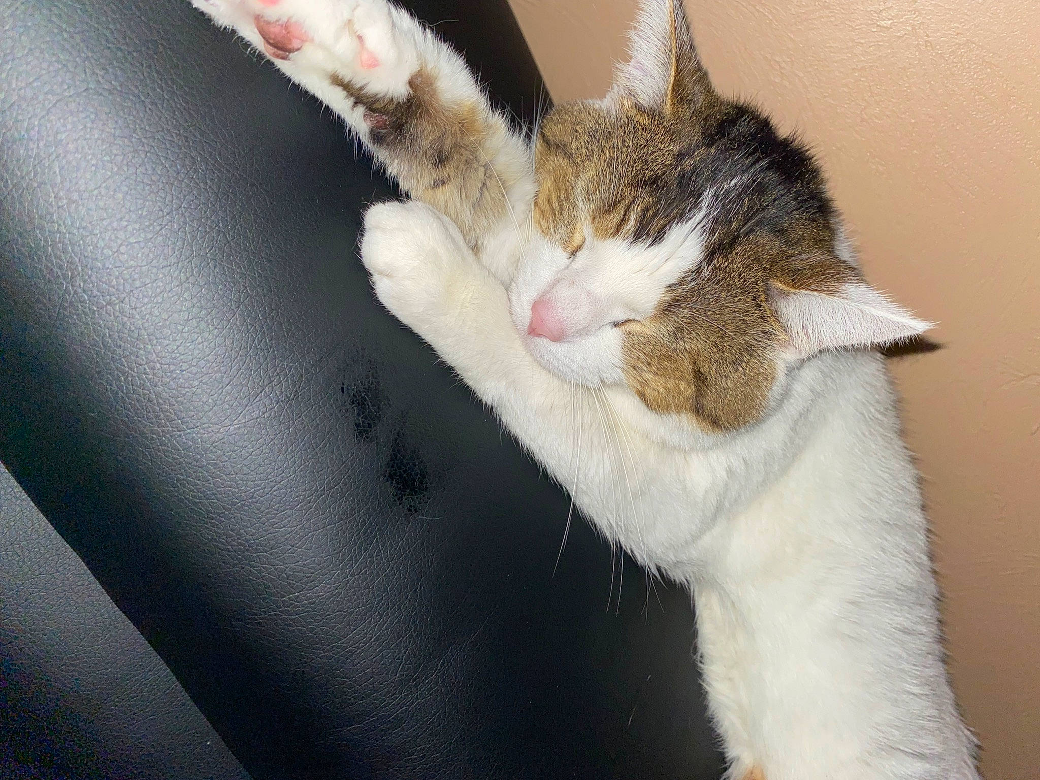 Orion a rejoint le concours — aidez-le/la à gagner de superbes lots ! carnivore, cat, claw, comfort, domestic_short_haired_cat, ear, fawn, felidae, foot, fur, gesture, human_leg, jaw, nail, paw, small_to_medium_sized_cats, snout, tail, whiskers