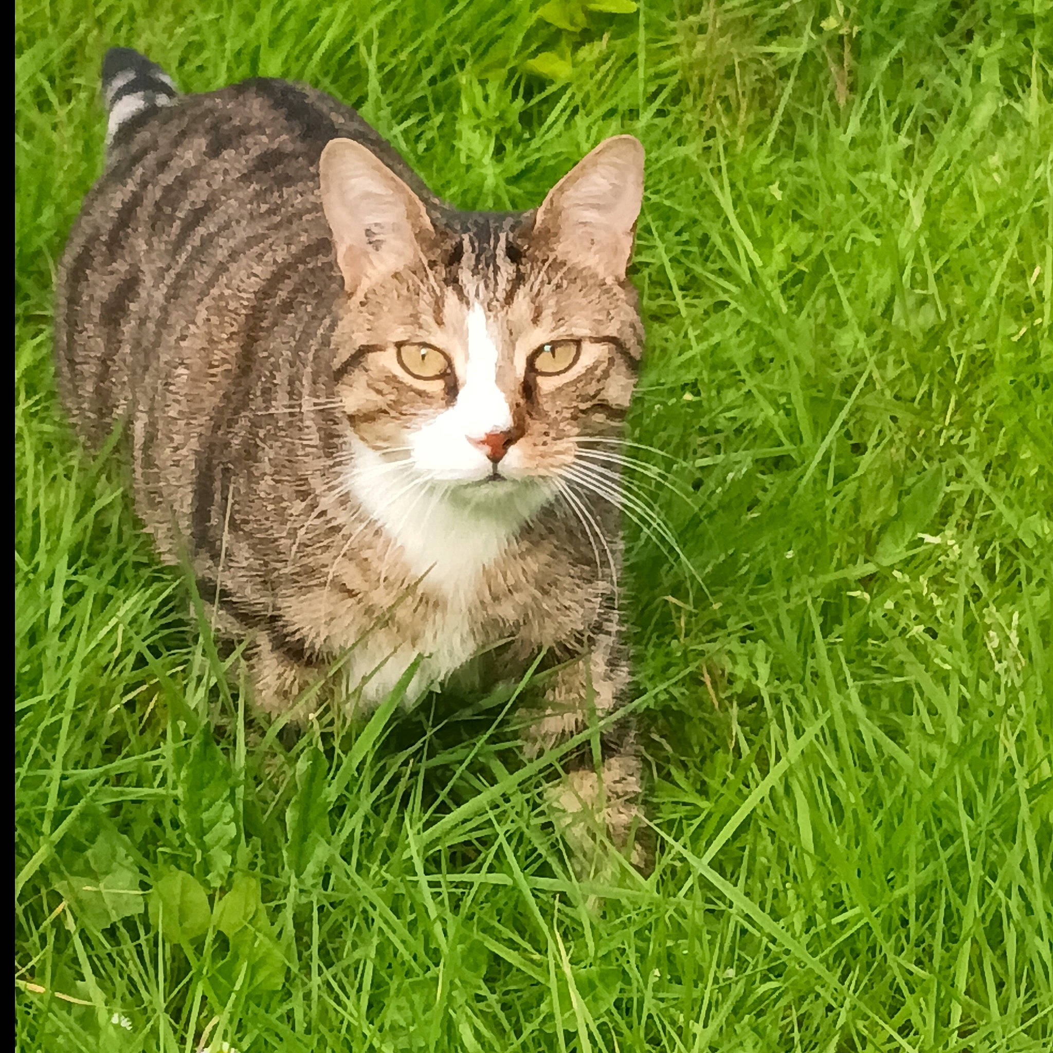 Gribouille participe au concours pour gagner de l'argent avec cette photo : carnivore, cat, domestic_short_haired_cat, eye, fawn, felidae, fur, grass, grassland, groundcover, head, lawn, plant, small_to_medium_sized_cats, snout, tail, terrestrial_animal, tree, whiskers, wildlife