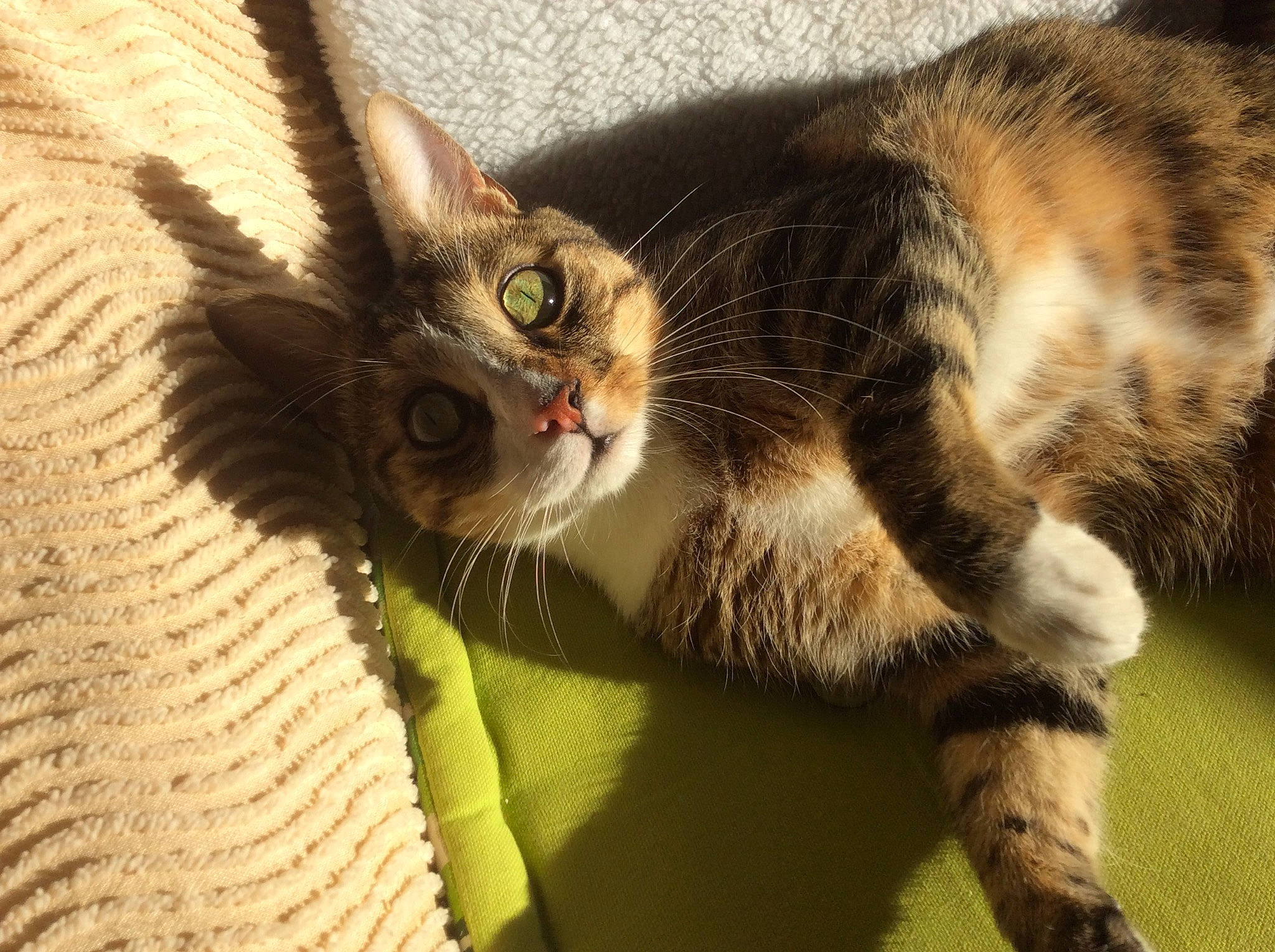 Gribouille participe au concours pour gagner de l'argent avec cette photo : carnivore, cat, claw, domestic_short_haired_cat, ear, eye, fawn, felidae, fur, nap, paw, small_to_medium_sized_cats, snout, tail, terrestrial_animal, whiskers, wildlife