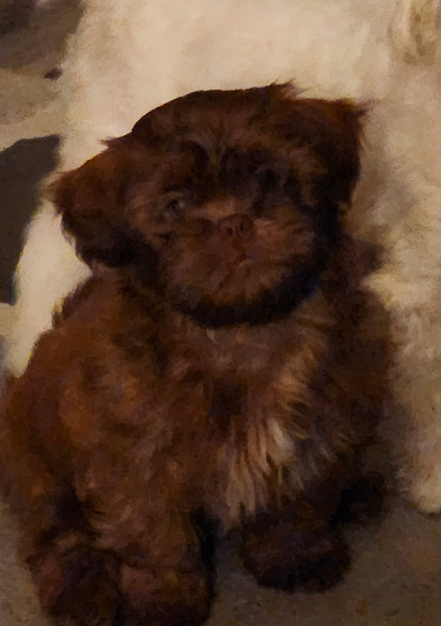 Brandy is registered to the contest to win money with this photo: brown, canidae, carnivore, companion_dog, dog, dog_breed, fawn, flooring, fur, liver, non_sporting_group, pet_supply, puppy, sporting_group, tail, terrestrial_animal, toy, toy_dog, wood, working_animal