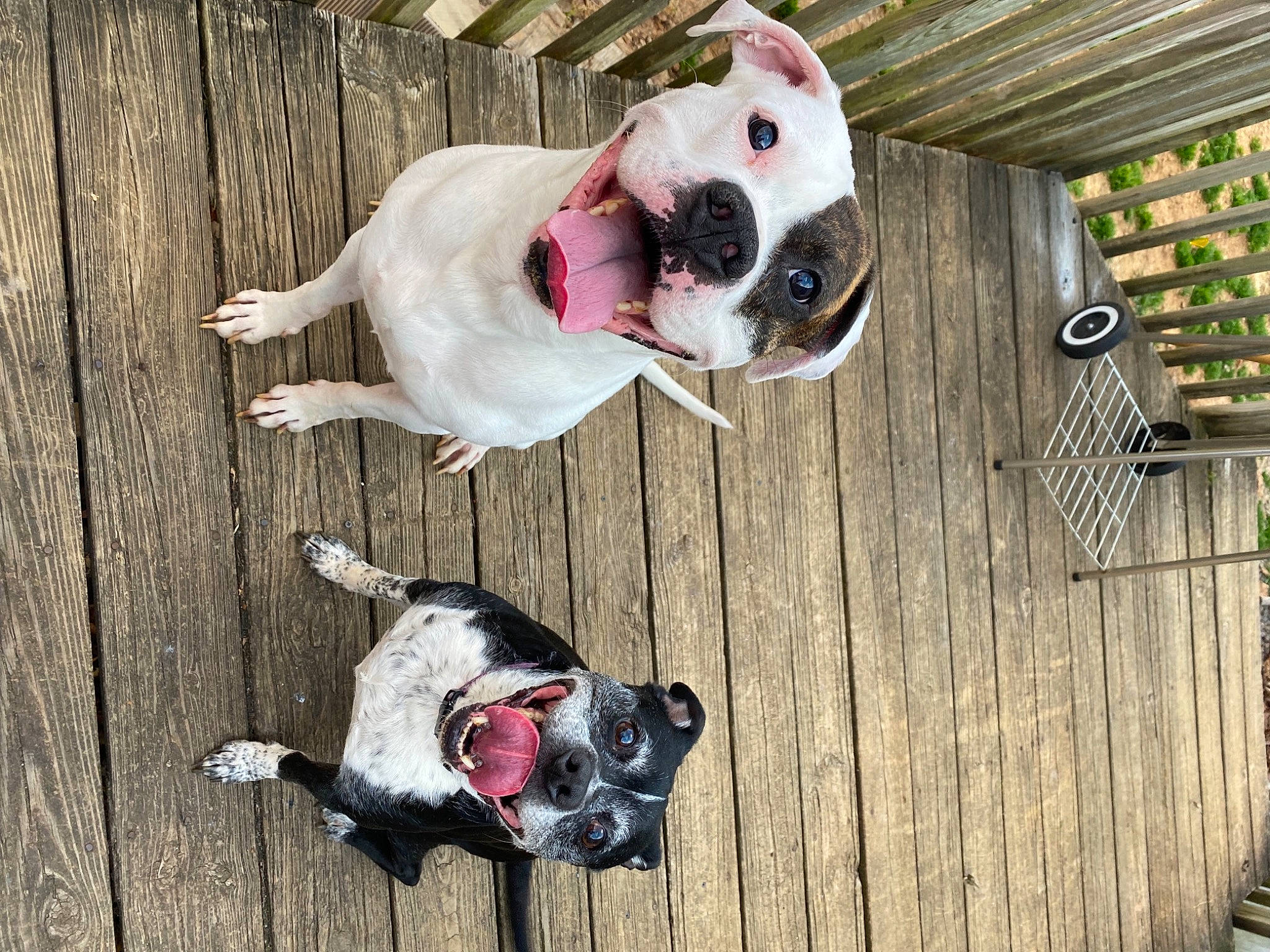 Lupo is registered to the contest to win money with this photo: canidae, carmine, carnivore, collar, companion_dog, dog, dog_breed, dog_collar, dog_supply, fawn, green, grey, leash, pet_supply, pink, snout, sporting_group, white, wood, working_animal