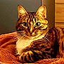 cat, tabby, pet, animal, feline, whiskers, ears, eyes, fur, indoor, blanket, cozy, resting, closeup, portrait, cute, mammal, domestic, relaxed, soft