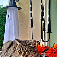 Kirikou a rejoint le concours — aidez-le/la à gagner de superbes lots ! cat, tabby_cat, halloween, ghost_decoration, witch_hat, candles, autumn_leaves, orange_leaves, holiday_decor, spooky, black_candles, relaxed_cat, indoor, decorative, table, festive, fall, holiday, animal, pet