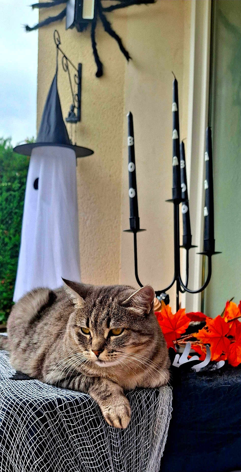 Kirikou a rejoint le concours — aidez-le/la à gagner de superbes lots ! cat, tabby_cat, halloween, ghost_decoration, witch_hat, candles, autumn_leaves, orange_leaves, holiday_decor, spooky, black_candles, relaxed_cat, indoor, decorative, table, festive, fall, holiday, animal, pet
