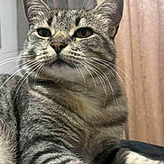 Mikou a rejoint le concours — aidez-le/la à gagner de superbes lots ! animal, cat, closeup, cozy, cute, domestic_cat, feline, fur, household, indoor, laying, mammal, pet, portrait, relaxed, resting, soft_light, striped, tabby, whiskers