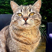 Malou a rejoint le concours — aidez-le/la à gagner de superbes lots ! cat, tabby_cat, pet, animal, outdoor, wooden_deck, greenery, fur, whiskers, ears, eyes, face, sitting, nature, daylight, closeup, feline, domestic_animal, portrait, relaxed