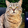 cat, tabby_cat, pet, animal, outdoor, wooden_deck, greenery, fur, whiskers, ears, eyes, face, sitting, nature, daylight, closeup, feline, domestic_animal, portrait, relaxed