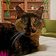 Browkie a rejoint le concours — aidez-le/la à gagner de superbes lots ! cat, tortoiseshell_cat, green_eyes, bed, bookshelf, books, plant, indoor, furniture, armchair, whiskers, pet, animal, fur, closeup, portrait, relaxed, cozy, domestic, curious