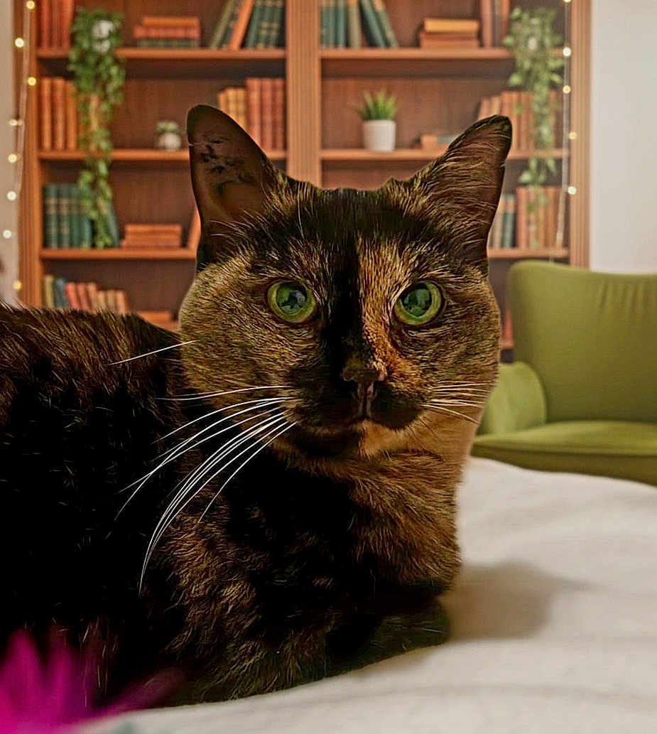 Browkie a rejoint le concours — aidez-le/la à gagner de superbes lots ! cat, tortoiseshell_cat, green_eyes, bed, bookshelf, books, plant, indoor, furniture, armchair, whiskers, pet, animal, fur, closeup, portrait, relaxed, cozy, domestic, curious