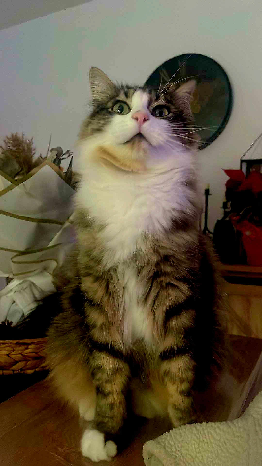 Zonzon a rejoint le concours — aidez-le/la à gagner de superbes lots ! cat, tabby_cat, fluffy, white_paws, white_chest, indoor, furniture, decor, curious, wide_eyes, pet, animal, mammal, sitting, close_up, portrait, household, feline, whiskers, ears