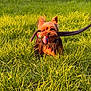 dog, toy, grass, outdoor, sunlight, small_dog, yorkshire_terrier, playful, pet, nature, greenery, animal, happy, playing, field, fur, ears, mouth, leash, daylight