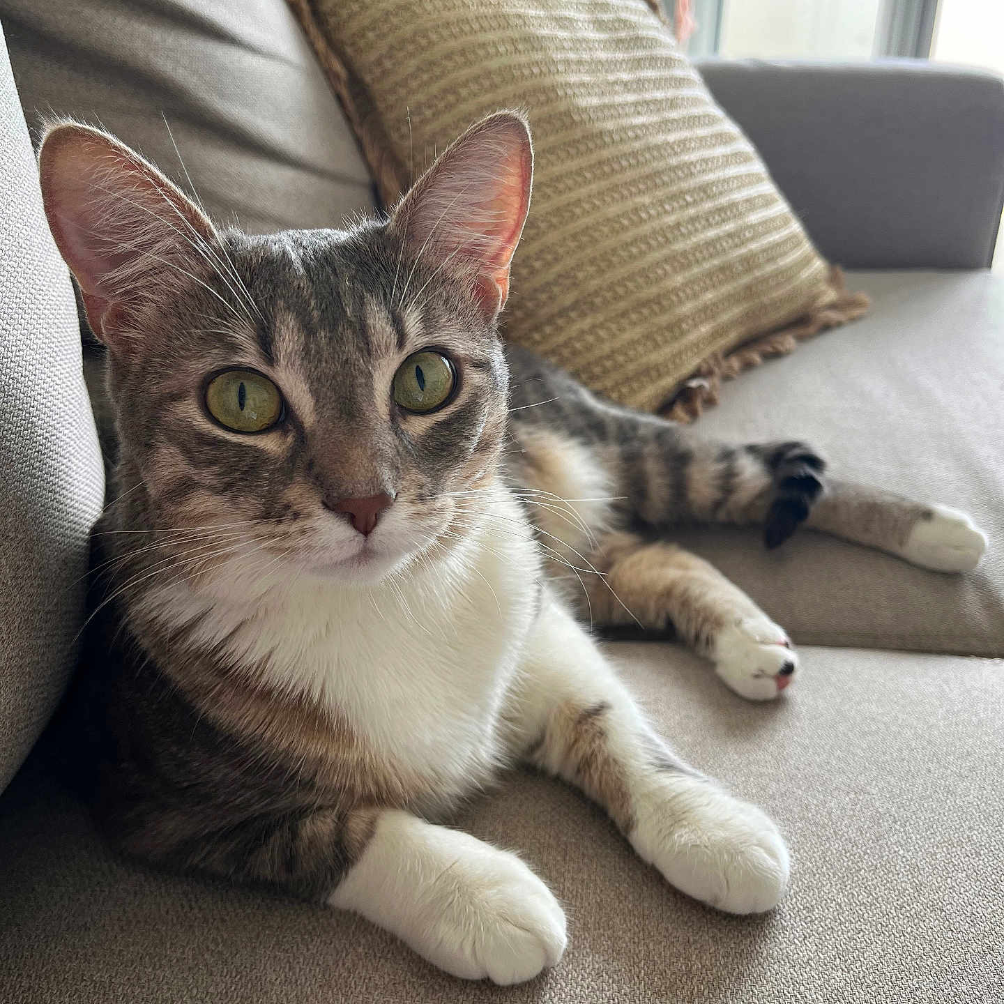 Roxy a rejoint le concours — aidez-le/la à gagner de superbes lots ! abyssinian, animal, architecture, armchair, building, cat, chair, couch, cushion, furniture, homedecor, indoors, kitten, linen, livingroom, manx, person, pet, pillow, room