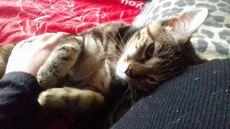 Chanelle a rejoint le concours — aidez-le/la à gagner de superbes lots ! carnivore, cat, comfort, domestic_short_haired_cat, felidae, fur, linens, nap, paw, sleep, small_to_medium_sized_cats, snout, whiskers