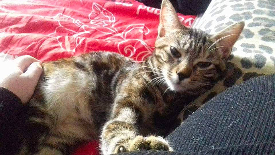 Chanelle a rejoint le concours — aidez-le/la à gagner de superbes lots ! carnivore, cat, comfort, domestic_short_haired_cat, felidae, fur, kitten, linens, small_to_medium_sized_cats, snout, tabby_cat, vertebrate, whiskers