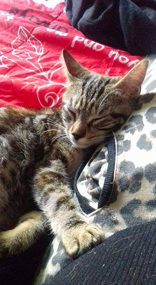 Chanelle participe au concours pour gagner de l'argent avec cette photo : carnivore, cat, comfort, domestic_short_haired_cat, felidae, fur, linens, small_to_medium_sized_cats, snout, tabby_cat, terrestrial_animal, vertebrate, whiskers