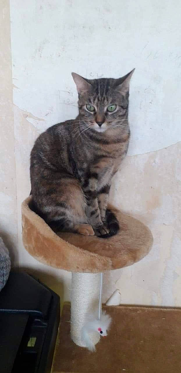 Chanelle a rejoint le concours — aidez-le/la à gagner de superbes lots ! carnivore, cat, cat_furniture, cat_supply, domestic_short_haired_cat, european_shorthair, felidae, mammal, pet_supply, small_to_medium_sized_cats, tabby_cat, tail, vertebrate, whiskers