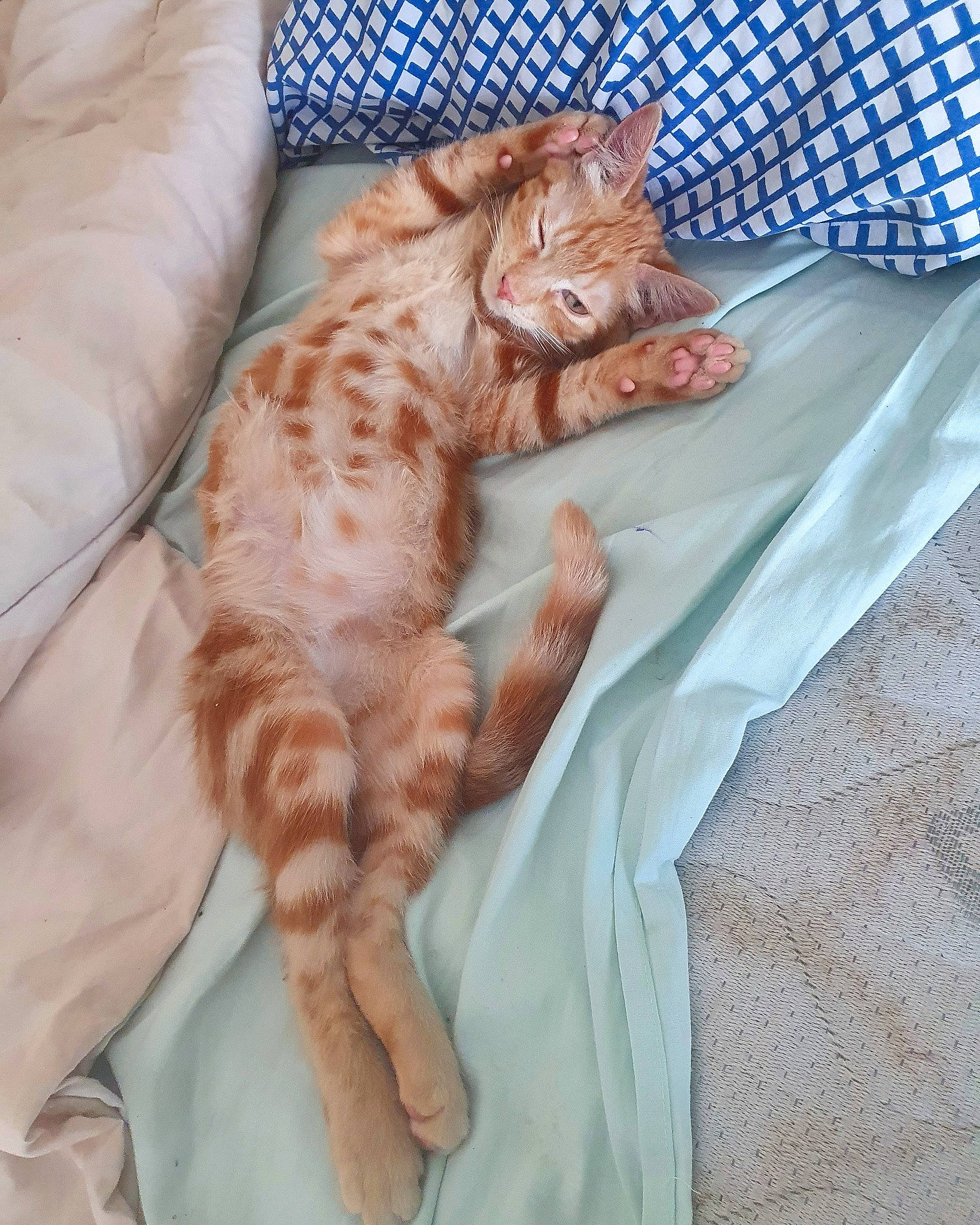 Rouky participe au concours pour gagner de l'argent avec cette photo : bed, bedding, carnivore, cat, claw, comfort, couch, domestic_short_haired_cat, duvet, fawn, felidae, fur, linens, nap, paw, small_to_medium_sized_cats, tail, terrestrial_animal, textile, whiskers