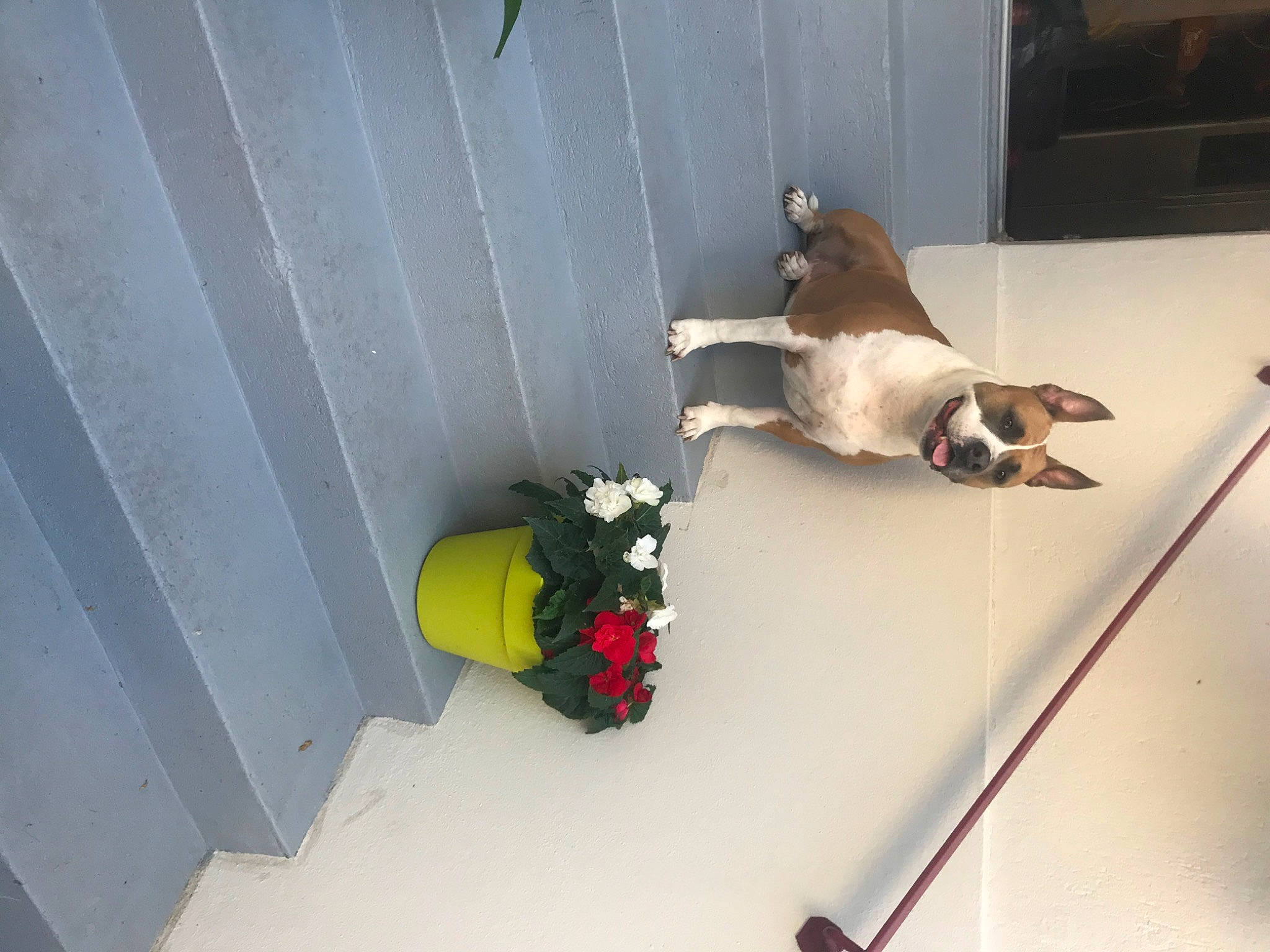 Jaina a rejoint le concours — aidez-le/la à gagner de superbes lots ! canidae, carnivore, dog_breed, fawn, sporting_group, tail