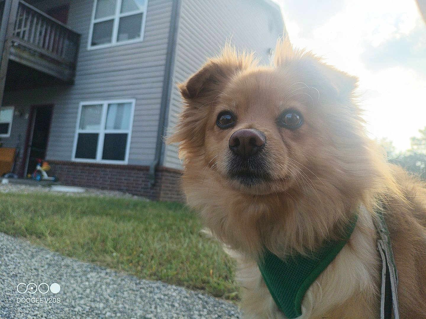 Levi
