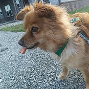 Levi is registered to the contest to win money with this photo: dog, brown_fur, green_harness, treat, outdoor, gravel, side_view, pet, animal, leash, walking, ears, snout, grass, building, windows, daylight, closeup, cute, canine