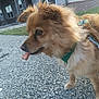 dog, brown_fur, green_harness, treat, outdoor, gravel, side_view, pet, animal, leash, walking, ears, snout, grass, building, windows, daylight, closeup, cute, canine
