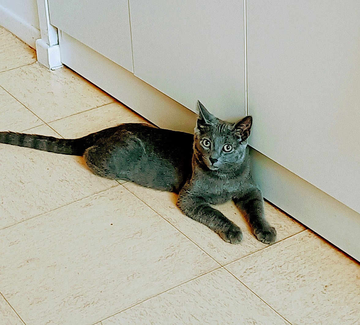 Loulou