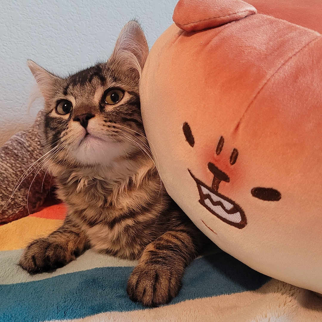 Mantequilla joined the competition — help win amazing prizes! animal, blanket, cat, companion, cozy, cute, ears, feline, fur, home, indoor, kitten, pet, pillow, plush, relaxed, resting, soft, tabby, whiskers