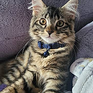 Mantequilla joined the competition — help win amazing prizes! cat, kitten, tabby, collar, blue_collar, whiskers, feline, pet, animal, cute, fluffy, indoor, cozy, blanket, cushion, resting, portrait, close_up, young, curious