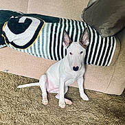 Penny joined the competition — help win amazing prizes! blanket, bull_terrier, carpet, couch, dog, ears, indoors, living_room, looking_at_camera, nose, paws, pet, pillow, portrait, relaxed, seated, sofa, striped_blanket, tail, white_fur